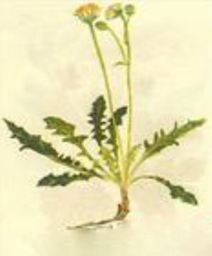 Crepis Crocea Extract 